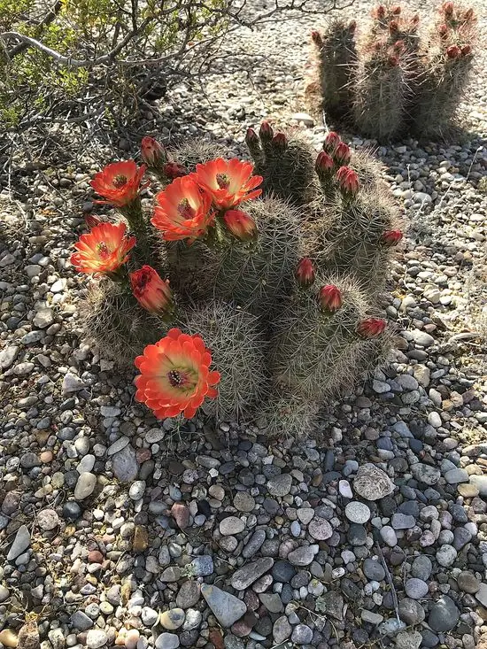 Blooming claret cup cactus near Socorro, New Mexico