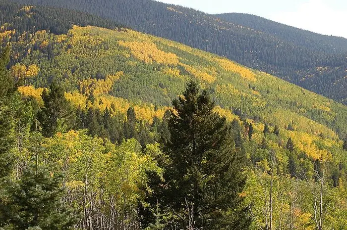 Aspen and pine forest near Santa Fe, New Mexico